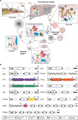 Plasmodium 6-Cysteine Proteins: Functional Diversity, Transmission-Blocking Antibodies and Structural Scaffolds